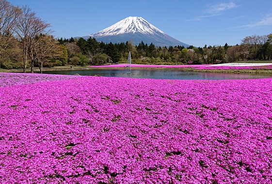 富士芝桜まつり（イメージ）