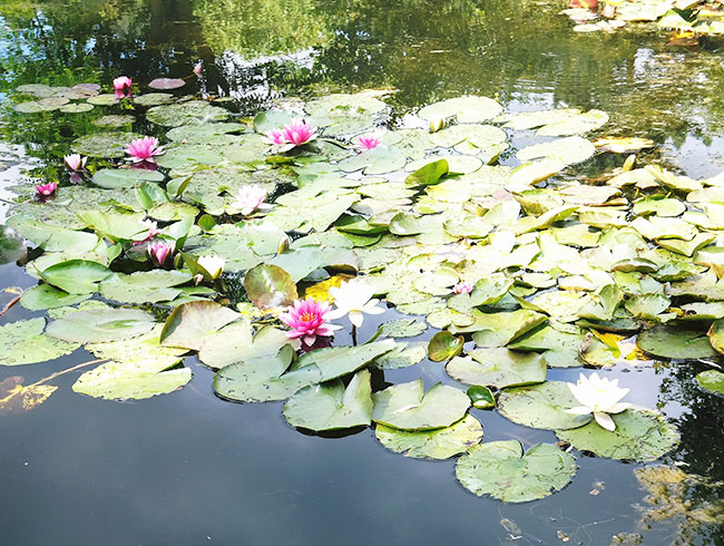 庭園やアトリエはフリータイム!自由散策をお楽しみください