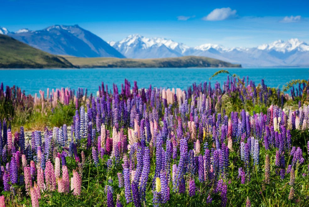 ターコイズブルーに輝くテカポ湖に感動