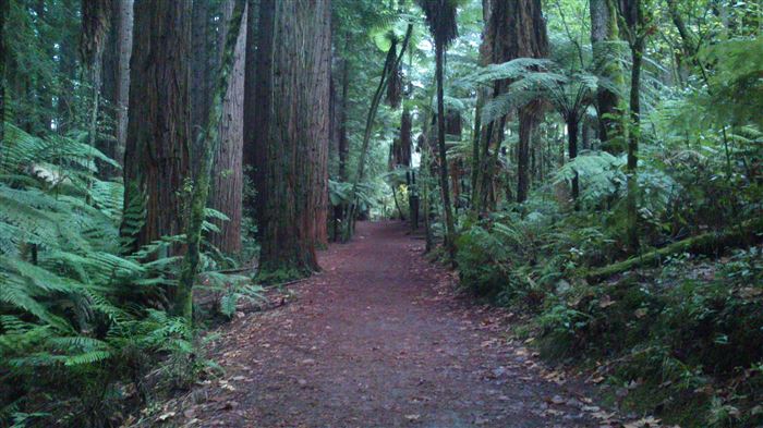 ニュージーランドの海・山・森・滝 ハイキングツアー