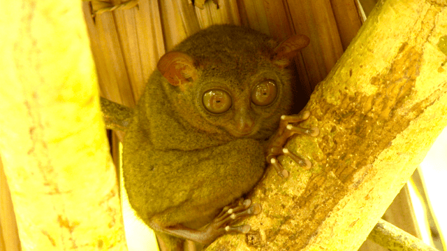 ★ボボール島にいる絶滅危惧の猿「ターシャ」に会える!