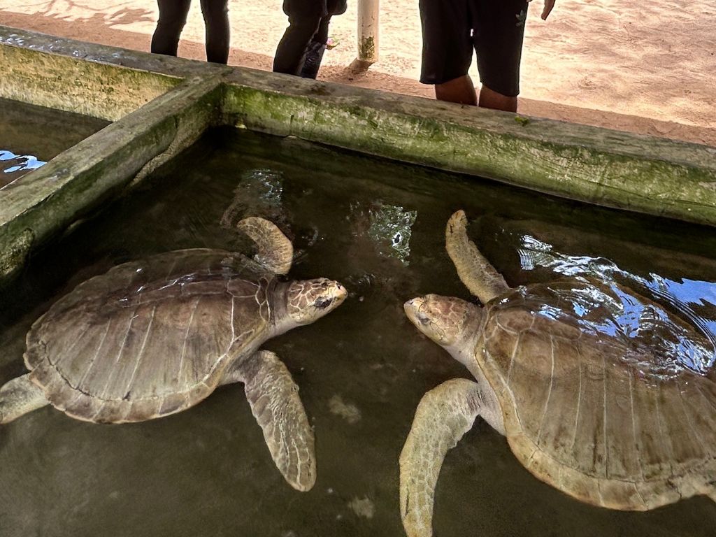 ウミガメの保護施設・亀の島