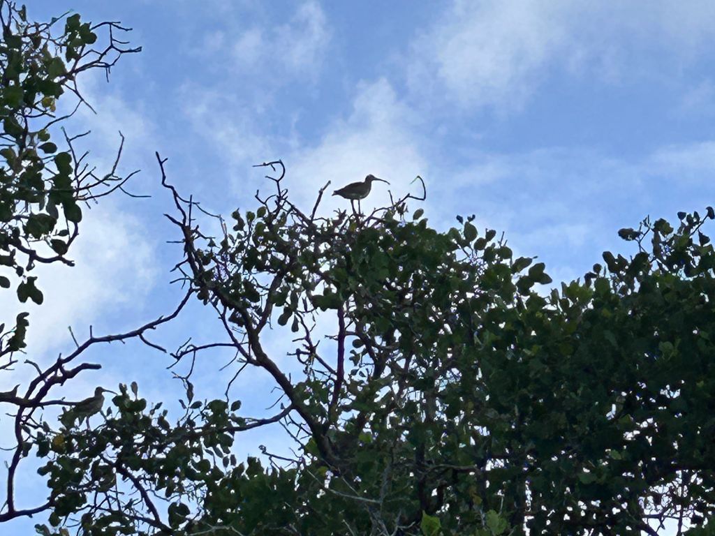 鳥たちの楽園