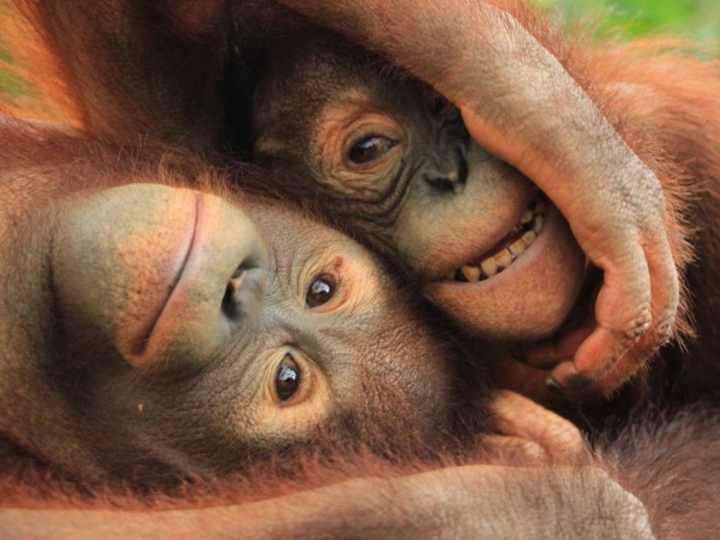 バリズーに2時間半滞在|アニマルショー・エサやり体験・キッズプールも楽しめる!