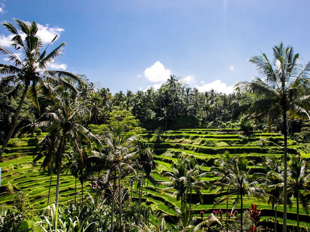 大人気スポット・テガララン ライステラスを鑑賞