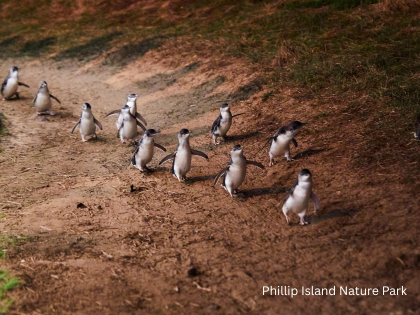 小さなペンギンたちはとにかく可愛い🐧