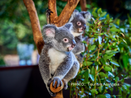 【英語ツアー】ハートリーズ動物園ズータスティック５ 5種の動物と触れ合い学ぶ・入園料・コアラ抱っこ写真・ラグーンクルーズ付き