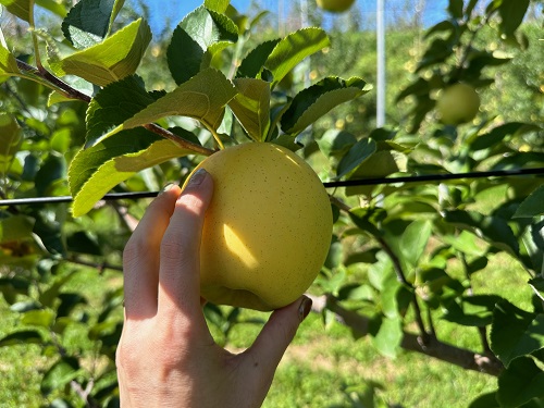 旬の栄州りんごを農園で、その場で味わう！