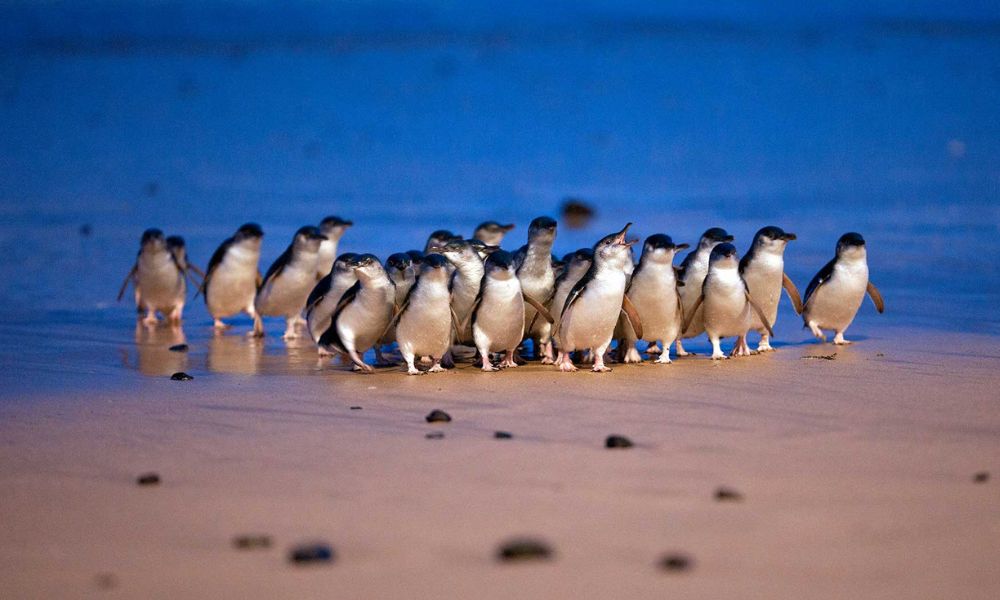 ＜英語ツアー＞フィリップ島・ペンギンパレードツアー・エキスプレス 午後出発・日本語ガイダンスアプリあり