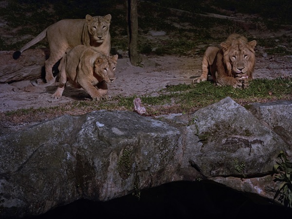 夜行性動物を100種900頭観察できる、世界初の動物園ナイトサファリ