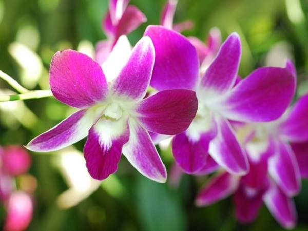 ナショナル・オーキッド・ガーデン(国立蘭園)|歴史ある植物園