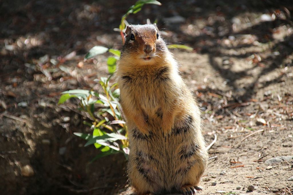 タカカウ滝に行く途中の巣から顔を出すリス