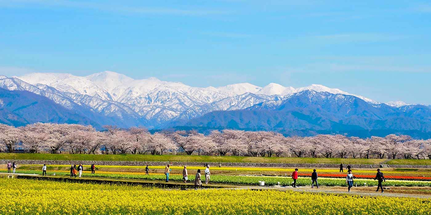 あさひ舟川「春の四重奏」イメージ