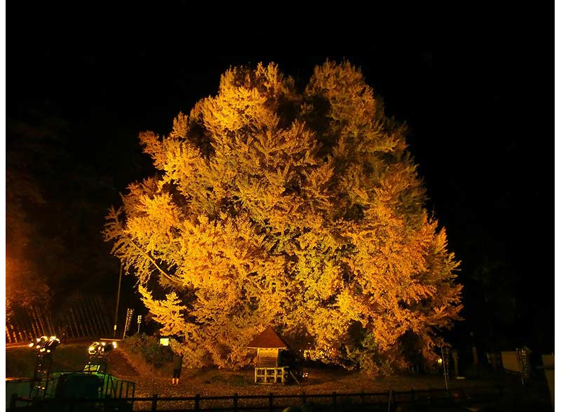 日本一の大イチョウ「ビッグイエロー」|日本の絶景 JTB 感動の瞬間（とき）