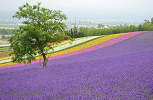 早朝の富良野ラベンダー畑 日本の絶景 Jtb 感動の瞬間 とき