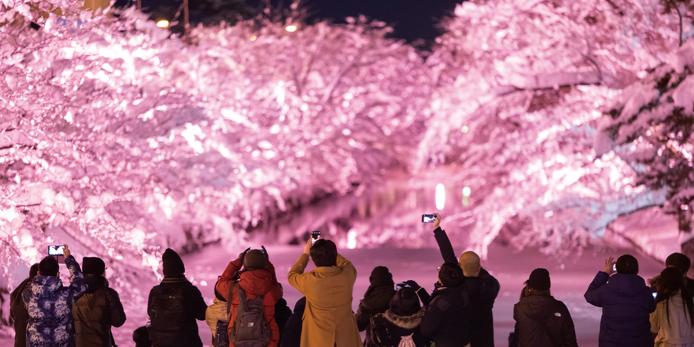 弘前公園 冬に咲くさくらライトアップ（イメージ）<BR>写真提供：冬に咲くさくらライトアップ実行委員会