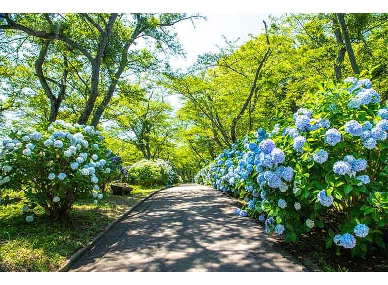 三豊市観光交流局