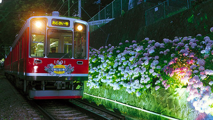 箱根登山電車とあじさい