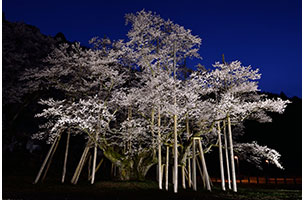 日本五大桜淡墨桜ライトアップ