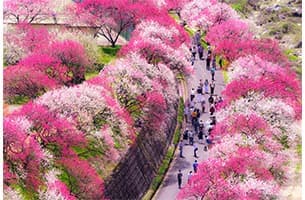 日本一の桃源郷「花桃の里」