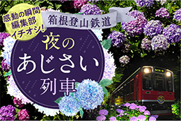 感動の瞬間編集部イチオシ！箱根登山鉄道　あじさい列車