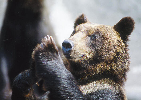 のぼりべつクマ牧場