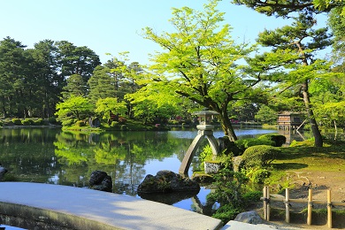 新緑の兼六園　ことじ灯籠