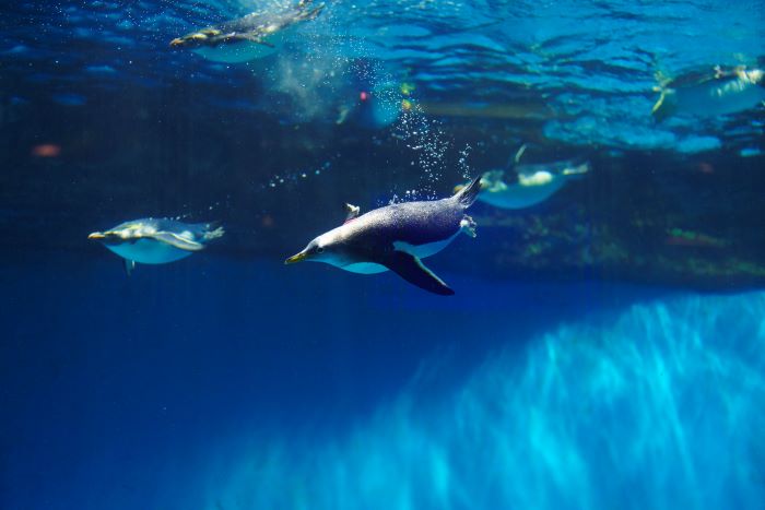 長崎ペンギン博物館