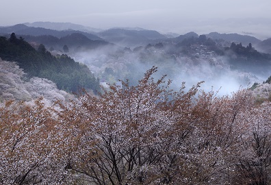 桜咲く吉野山、上千本より金峯山寺蔵王堂を望む