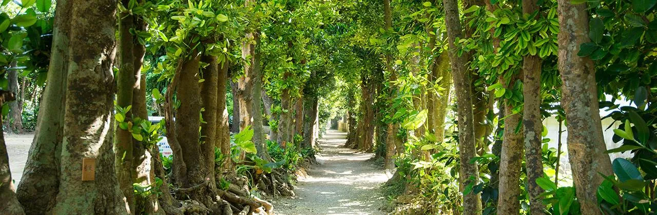 沖縄本島のおすすめ観光モデルコース3泊4日!沖縄の大自然を感じよう