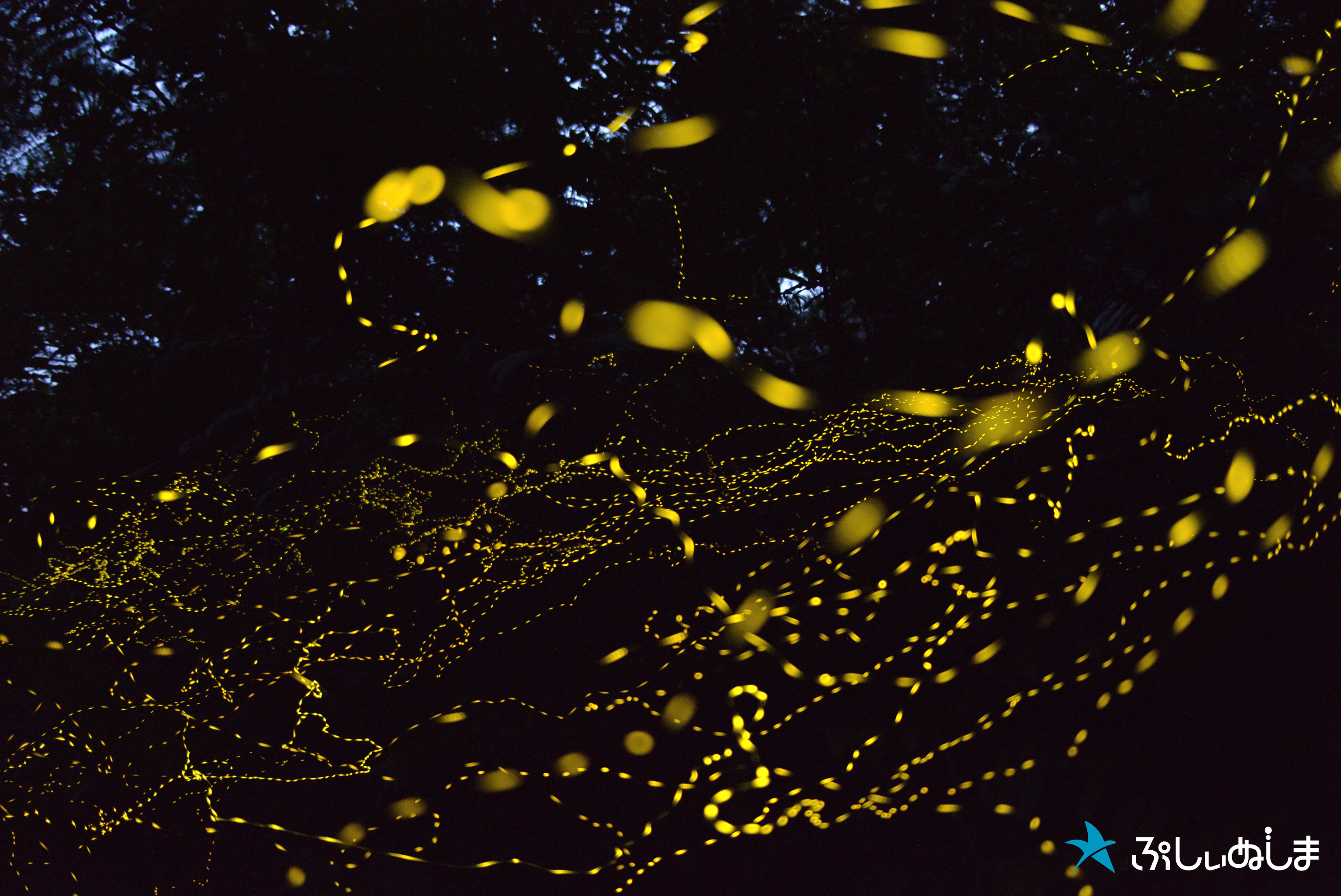 陸上の星空観賞「ヤエヤマホタル