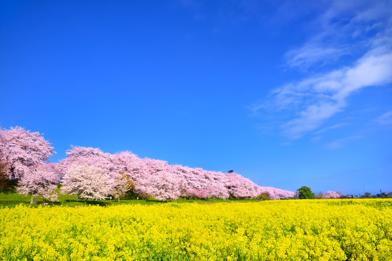 春日部・久喜