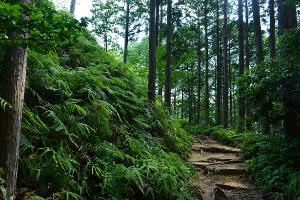 中辺路・大塔