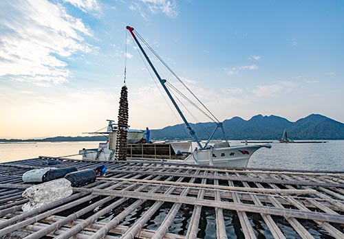 牡蠣の水揚げ見学と厳島神社沖遊覧 イメージ