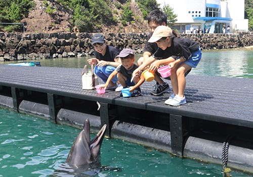 大接近！クジラ・イルカへ「餌あげ体験」（くじらの博物館） 