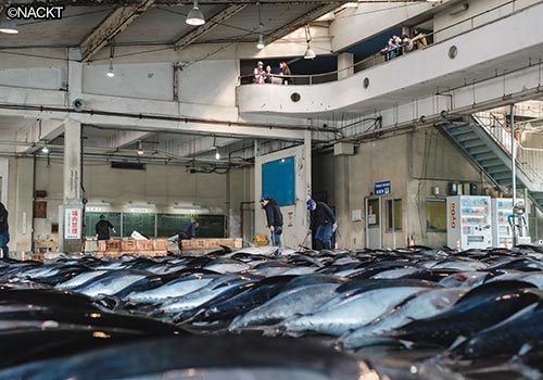 生まぐろ市場競り（入札方式）ガイドツアー 