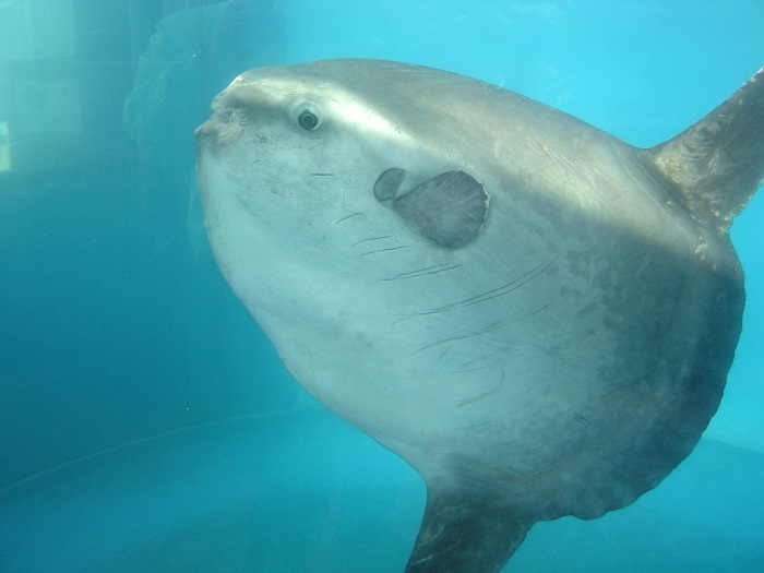 越前松島水族館