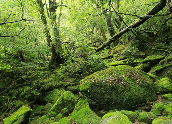 白谷雲水峡の原生林