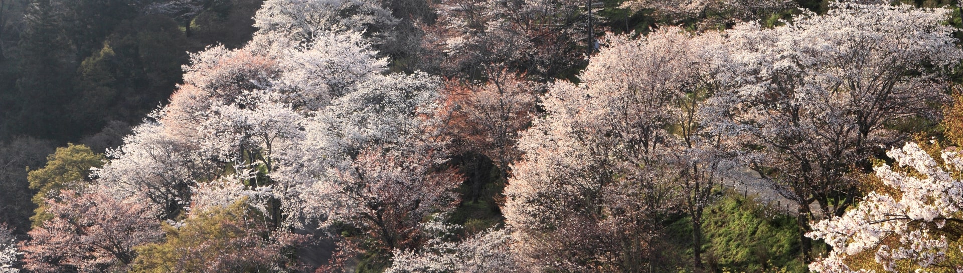 吉野