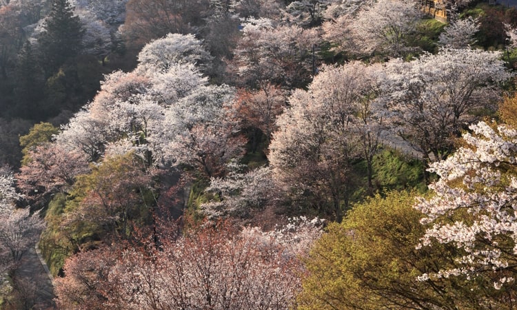 吉野