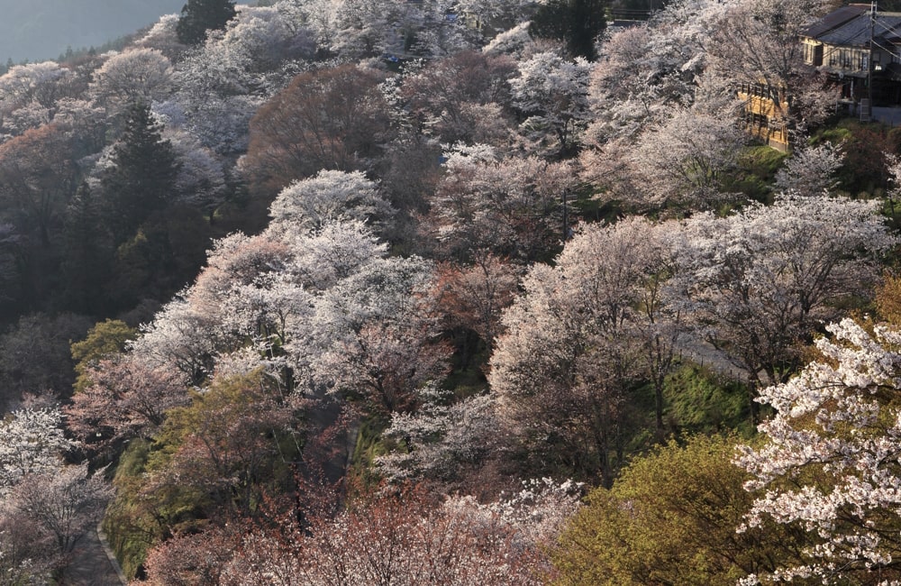 吉野