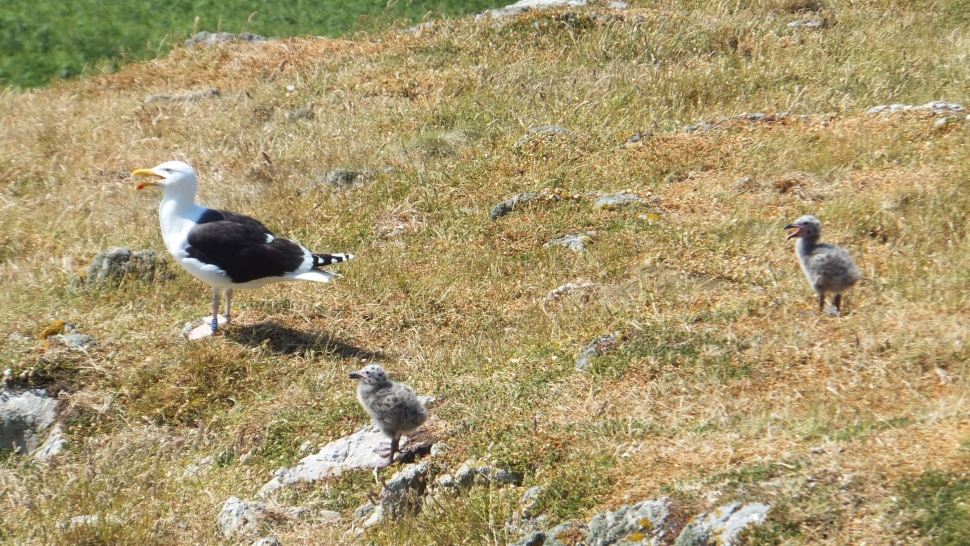 カモメの親鳥とかわいい雛たち