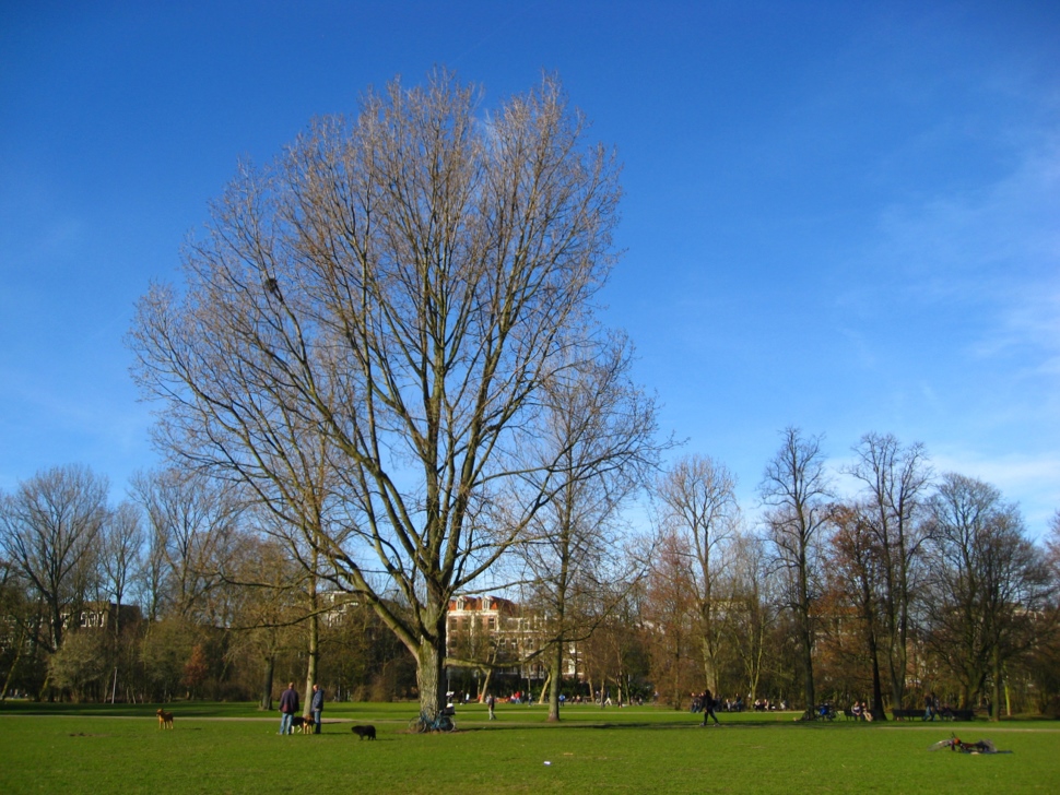 フォンデルパーク公園では犬のリードを外すことが許可されている