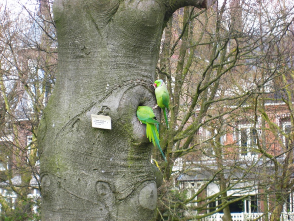 インコが住んでる樹洞