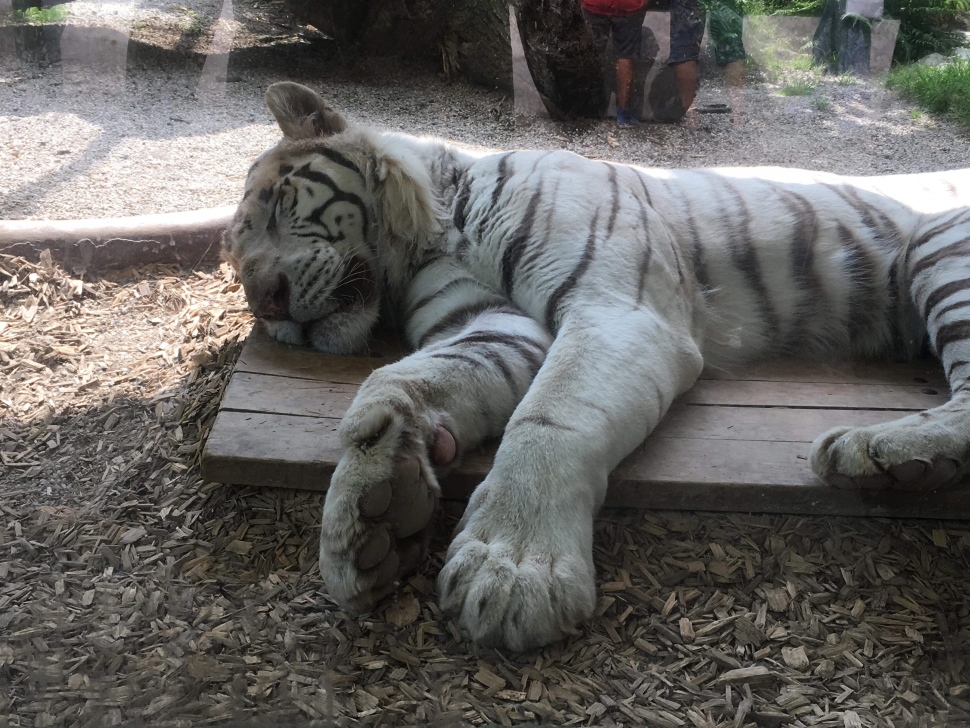 チェコ内で最古のリベレツ動物園（1919年設立）で有名なホワイトタイガー