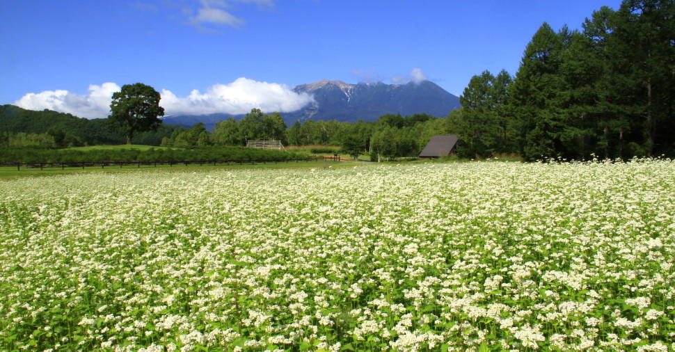 長野県にはそばの名産地が各地にある　写真提供＝長野県農政部