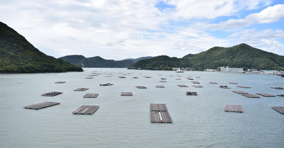 瀬戸内の海に無数の牡蠣筏が浮かぶ