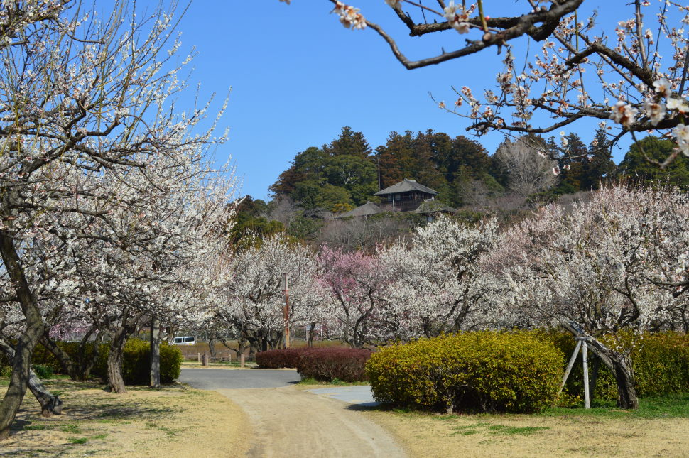 田鶴鳴広場から見た好文亭