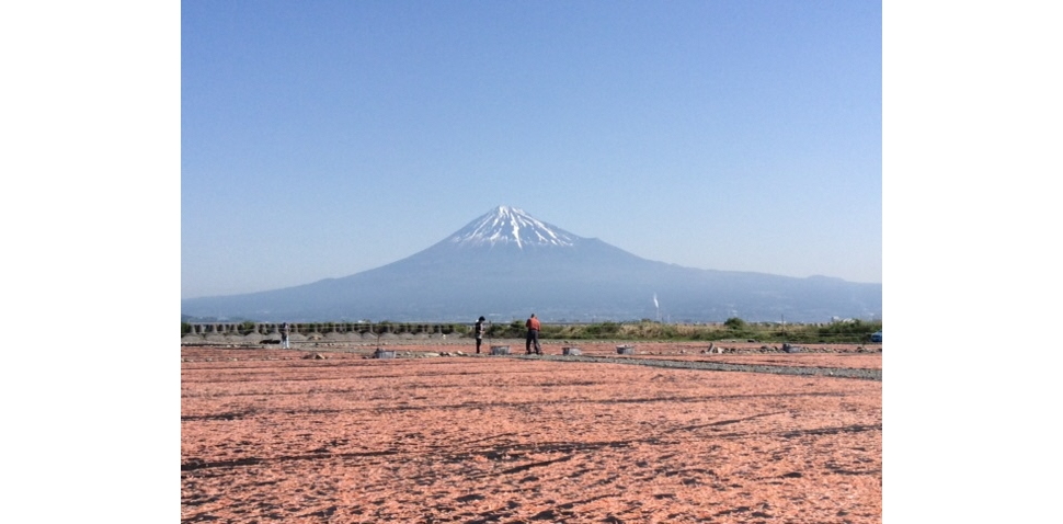 サクラエビ天日干し