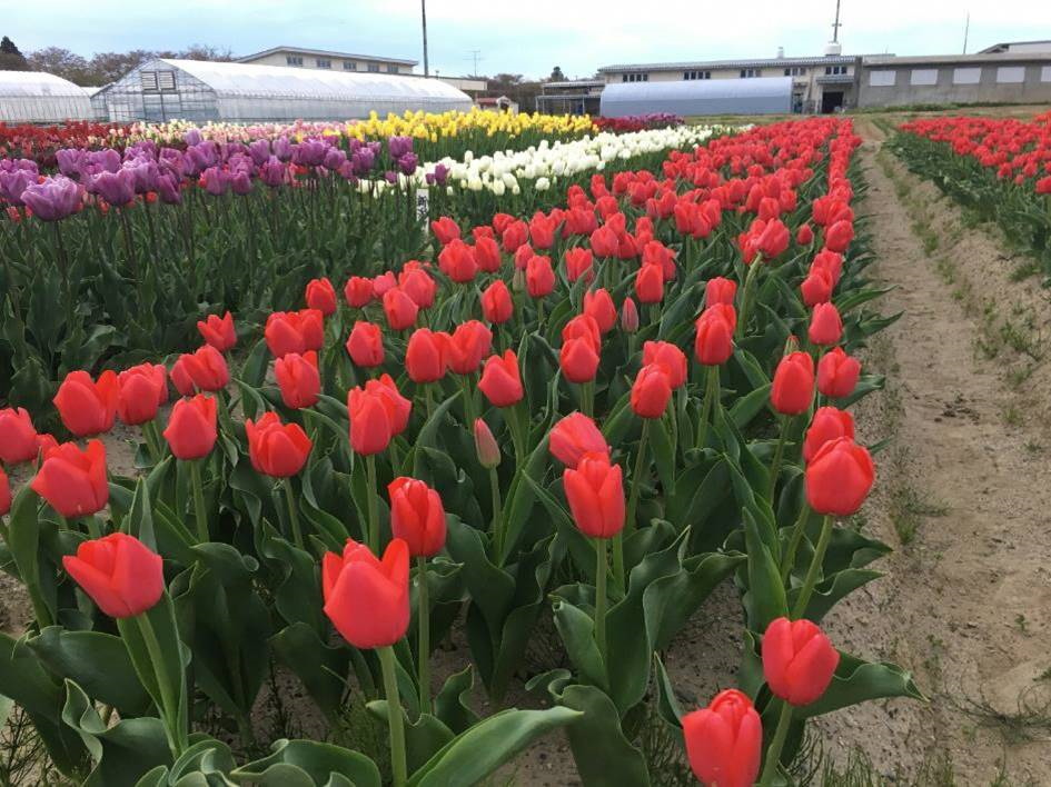 新潟県が開発した「新紅